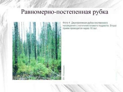 Постепенные рубки