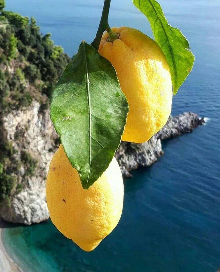 More lemon