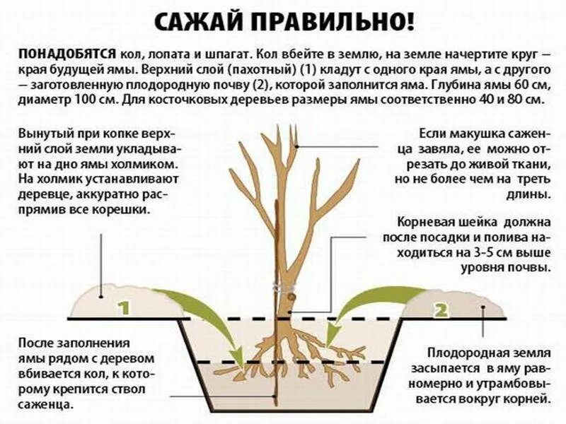 Как посадить вишню весной саженцами. Посадка саженцев вишни с открытой корневой системой. Правильная посадка саженца черешни. Схема посадка черешни весной. Посадка черешни весной саженцами.