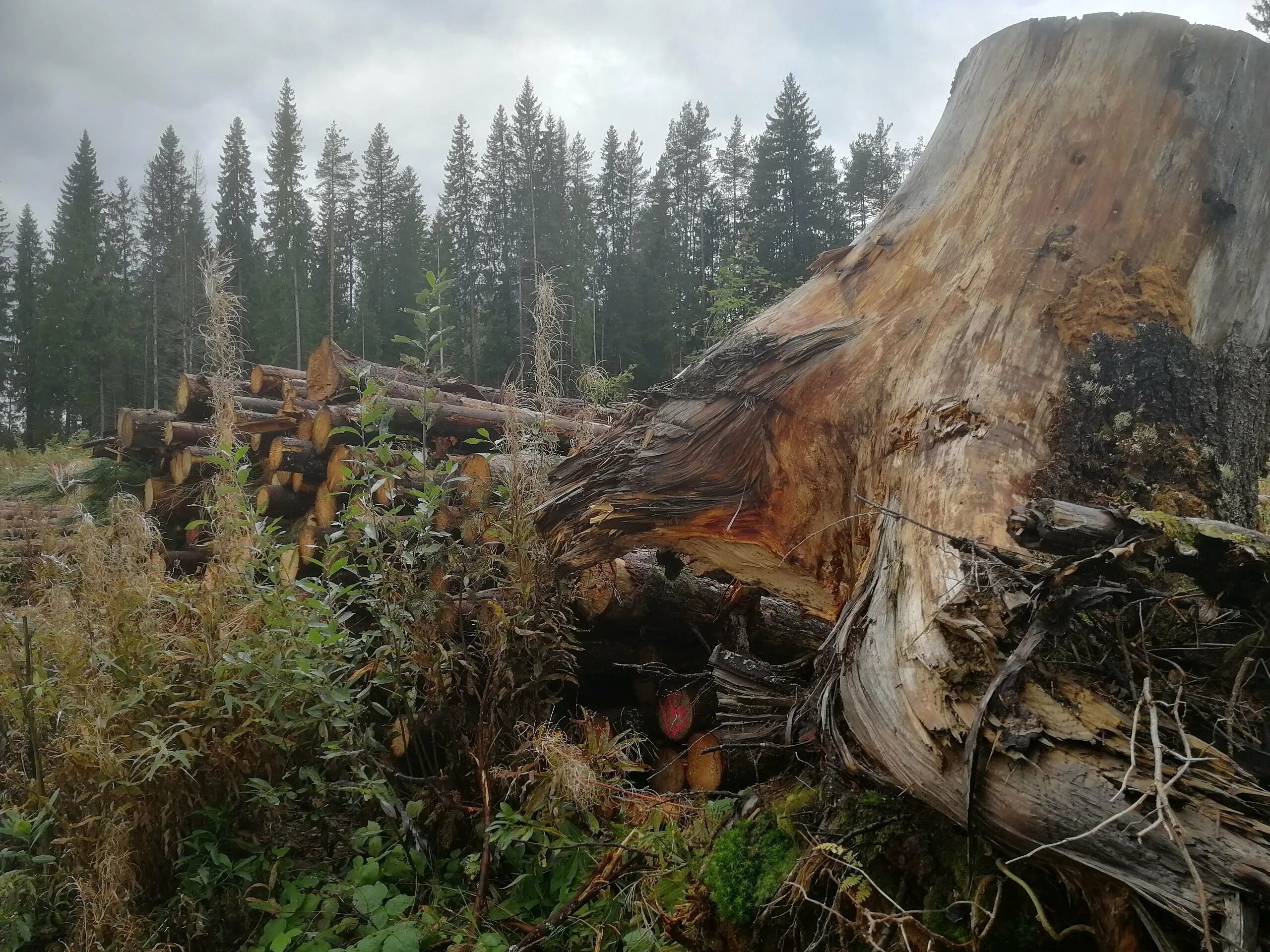 Вырубка лесов сибири со спутника. Сибирская тайга сейчас. Тайга сейчас. Сибирский лес вырубают китайцы. Тайга кемеровская вырубка леса.