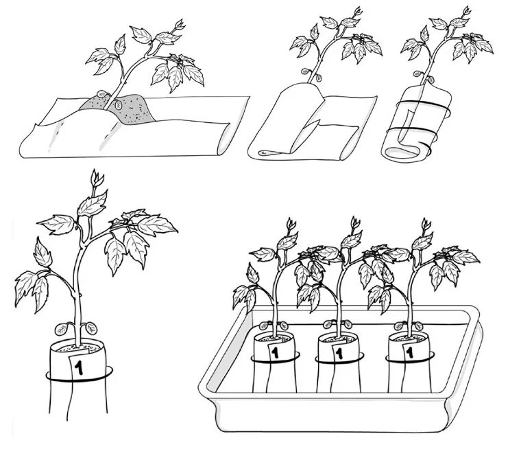 Как правильно пикировать томаты рассаду в домашних. Пикировка рассады рассады томатов. Пикирование рассады помидор. Что такое пикировка рассады помидоров. Схема пикировки рассады томата.