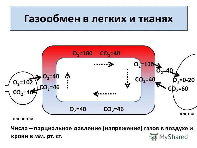 Схема обмена газов. Обмен газов в тканях схема. Газообмн влегкиз и тканях. Механизм газообмена в легких. Концентрация углекислого газа в легких