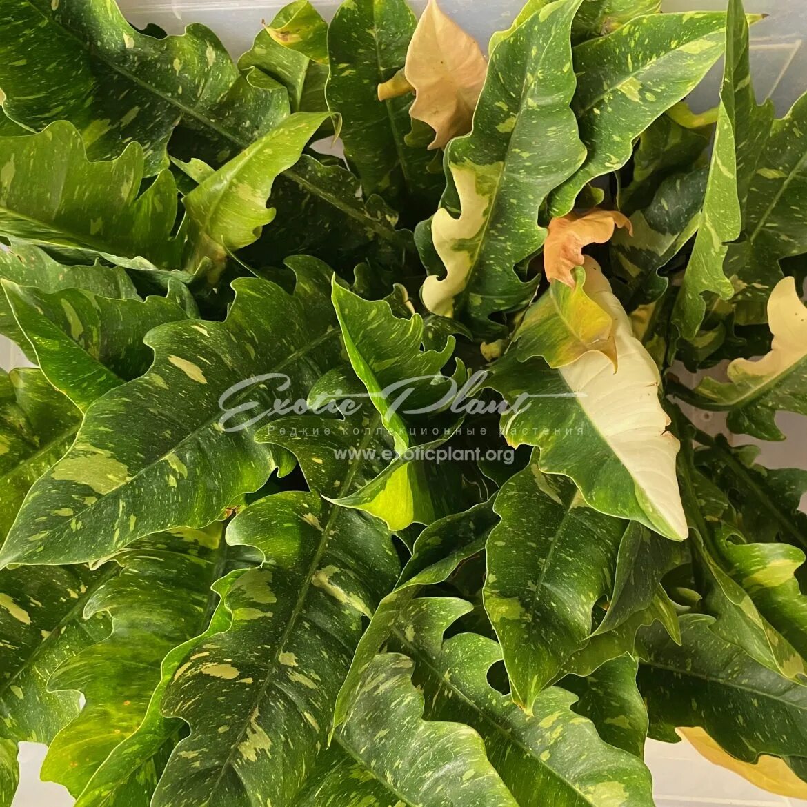 Филодендрон джангл. Филодендрон ринг оф файр. Филодендрон нарроу. Ринг оф фаер филодендрон. Филодендрон джангл файер.