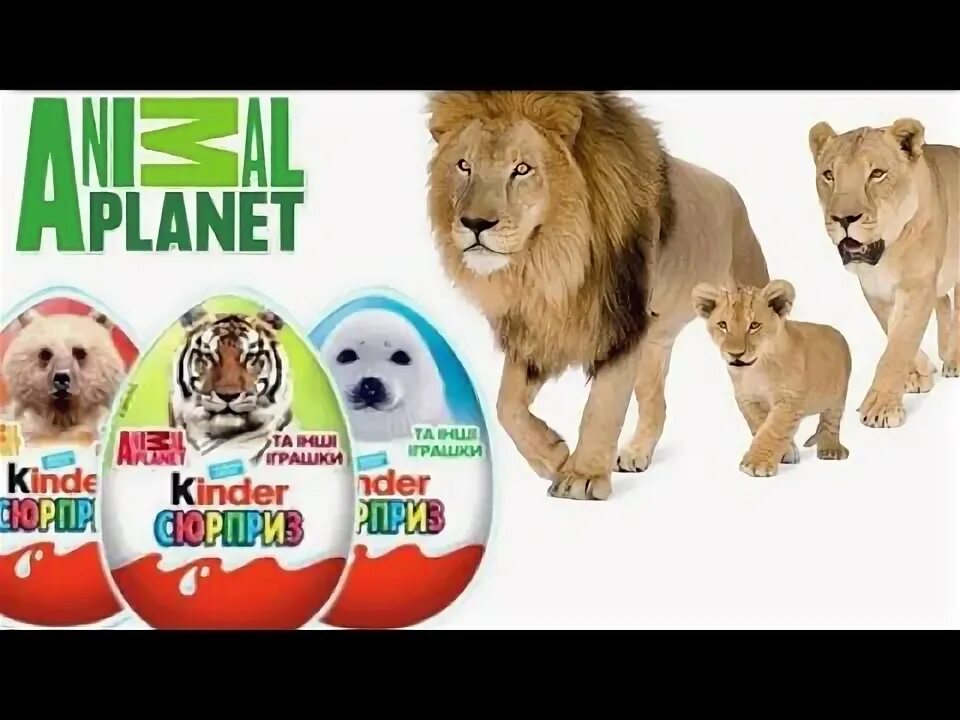 Kinder planet. Киндер сюрприз Анимал планет. Киндер сюрприз животные коллекция Анимал планет. Киндер животные Энимал планет 2015. Киндер сюрприз Энимал планет коллекция.