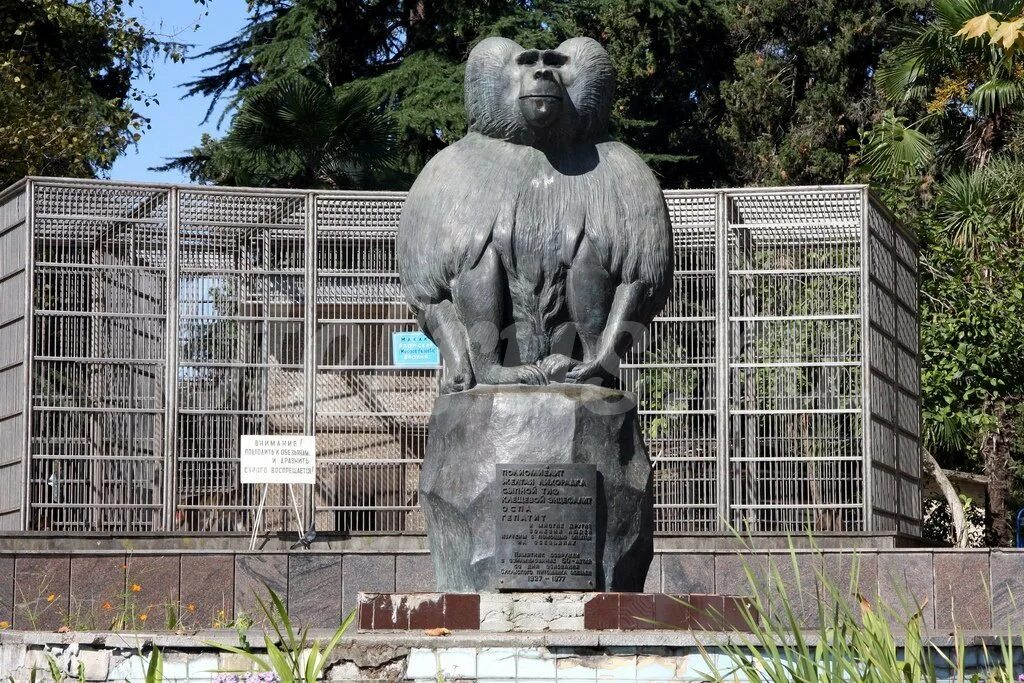 Абхазия сухум обезьяний питомник. Сухумский обезьяний питомник абхазия. Обезьянник в сухуми. Институт обезьяньего питомника сухум. Сухумский обезьяний питомник абхазия сухум.