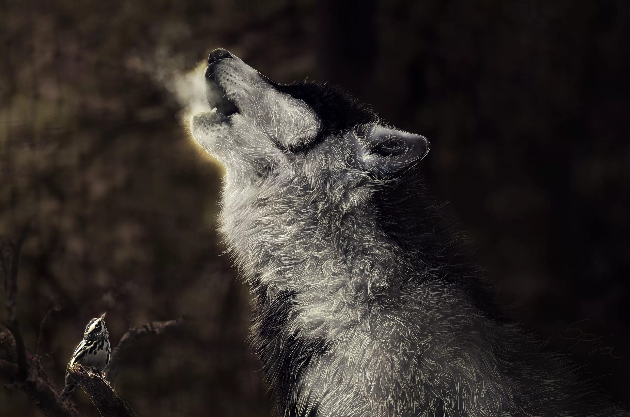 Фотографии волки воют на луну. Howling wolf музыкант. Вой под музыку. Обложка на альбом музыкальный с волками. Наклейка вой кс 2.