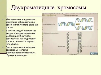 Гаплоидная клетка с однохроматидными хромосомами