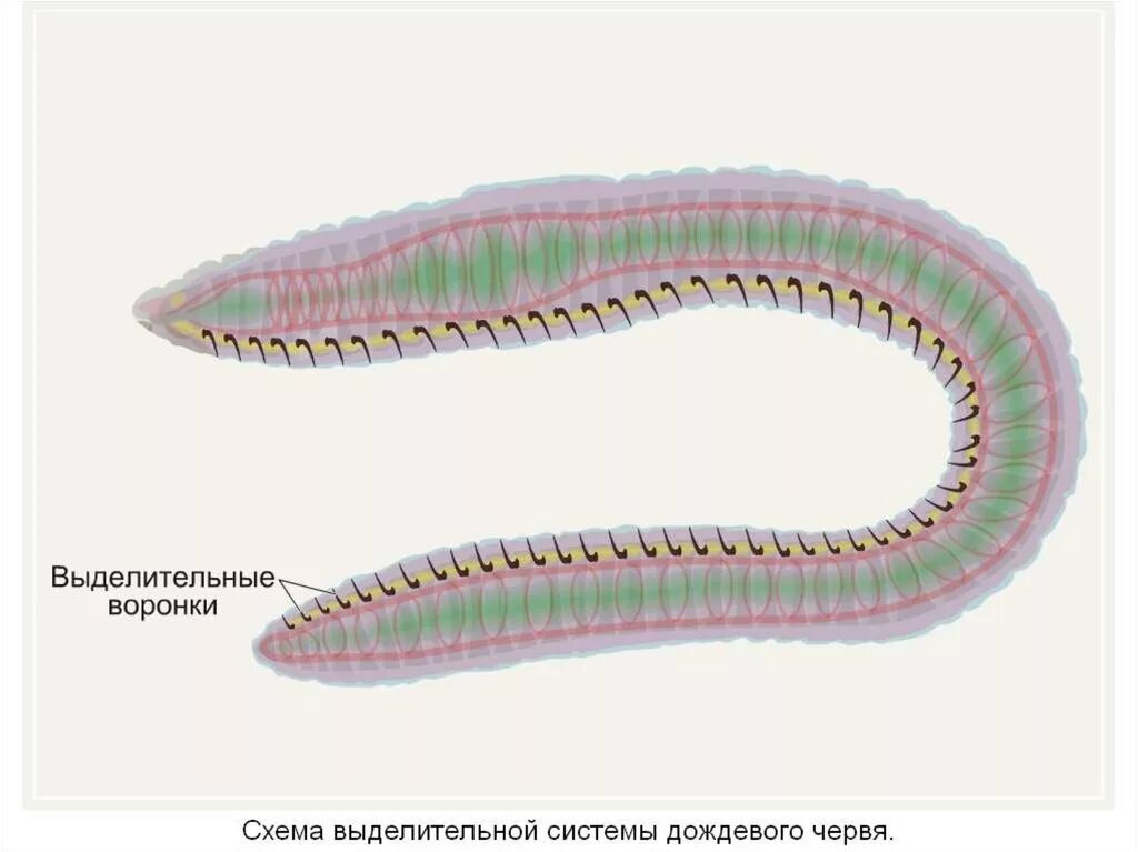 Выделительная система круглыхрвей. Выделительная круглых червей. Нервная система круглых червей и кольчатых червей. Выделительная система дождевого червя. Пищеварительная система органов кольчатых червей