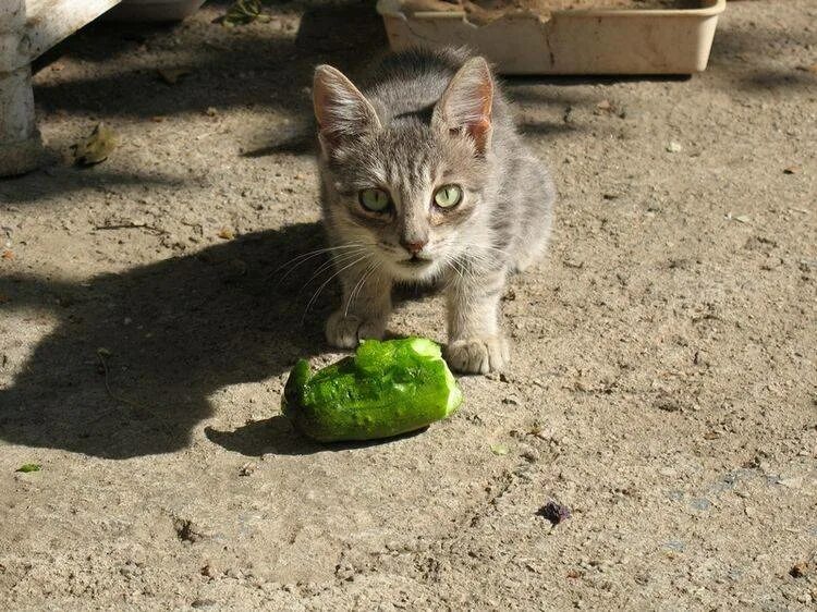 Кошки едят огурцы. Кот и огурец. Котик огурчик. Вегетарианский кот. Кошка вегетарианка.