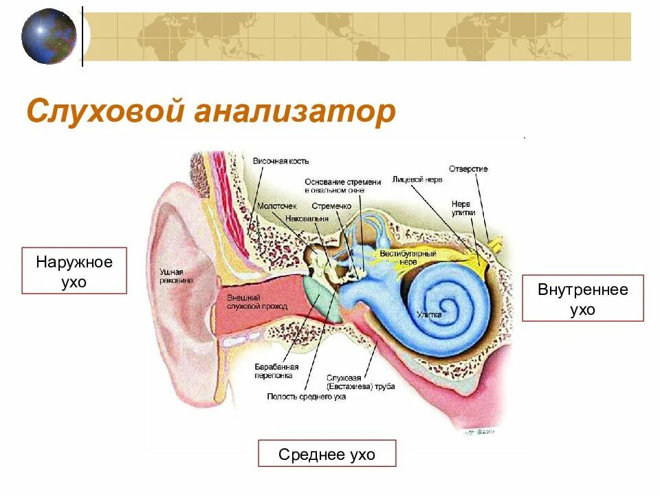 Анализатор состоит из класса. Строение слухового анализатора физиология. строение строение слухового анализатора. схема слухового и вестибулярного анализатора. строение слухового анализатора анатомия.
