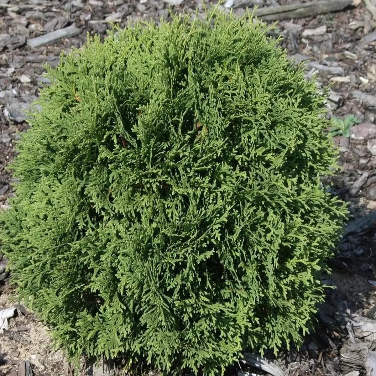 Туя 8. Туя 8. Туя 8. Туя золотистая на белом фоне. Композиции с туями.