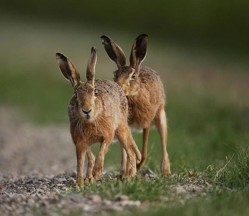 Заяц русак заяц русак. Заяц-русак. Степной заяц русак. Заяц русак тип. Заяц русак бежит.