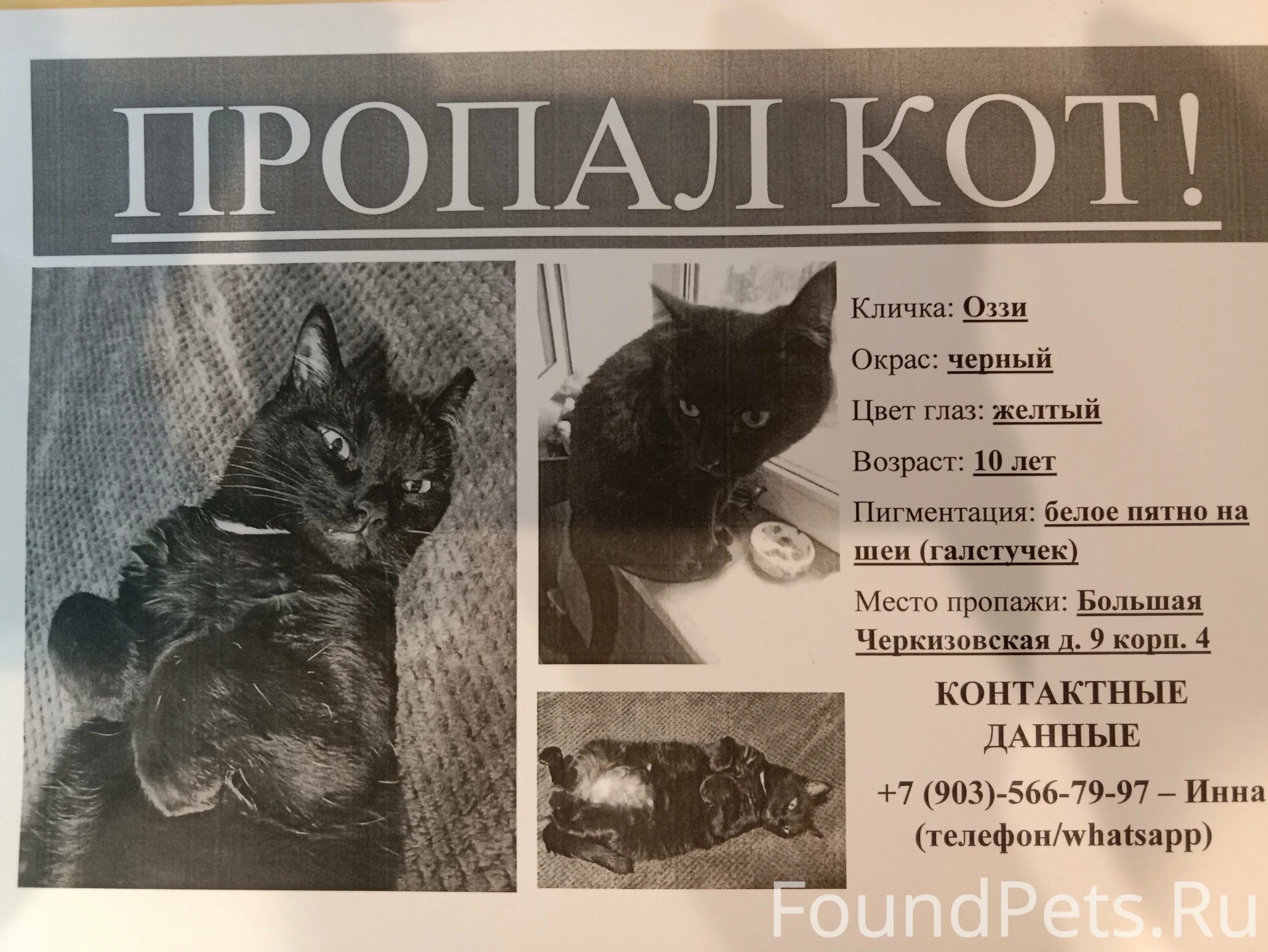 Pet 911. Пропал черный кот объявление. Пропала кошка Москва. Потерялась черная кошка Москва. Пропала кошка объявления Москва.