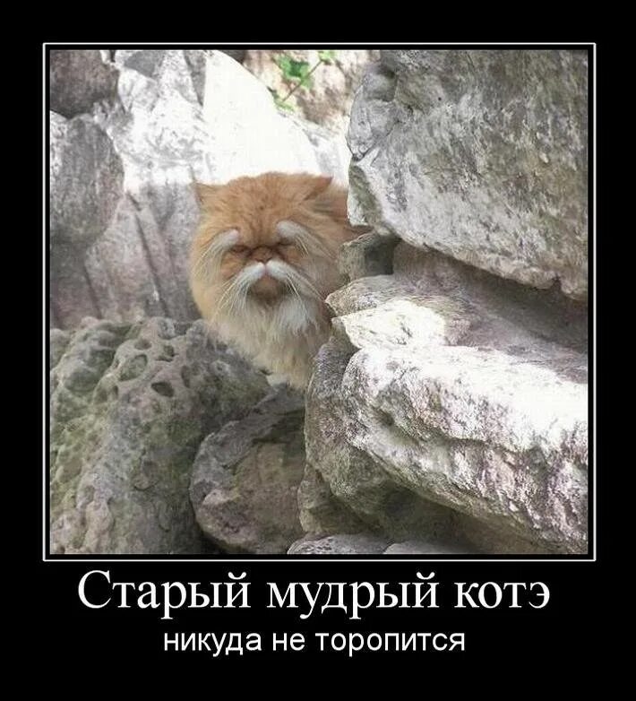 Mir bin. Старый Мудрый кот. Кот мудрец. Мудрый котэ. Мемы про умных котов.