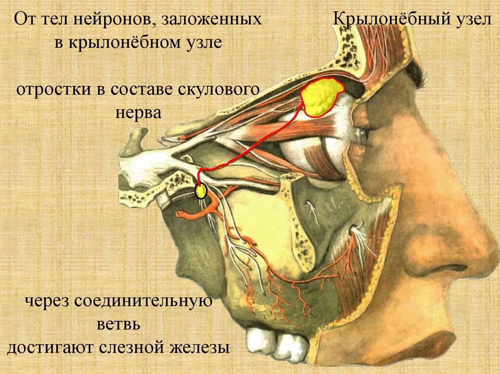 Тройничный нерв и мозжечковая артерия. Тройничный нерв с артериями. Третья ветвь тройничного нерва. Тройничный нерв картинка.