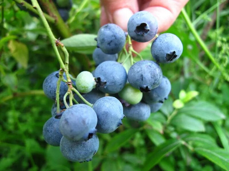 Голубика садовая. Голубика vaccinium. Голубика высокорослая bluecrop. Голубика высокорослая блюкроп. Голубика сорт блюкроп.