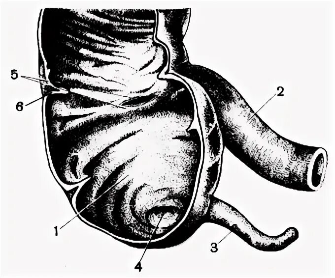 Слепая кишка короткая. Червеобразный отросток слепой кишки. Подвздошно слепокишечная заслонка. Червеобразный отросток анатомия. Проток червеобразного отростка.