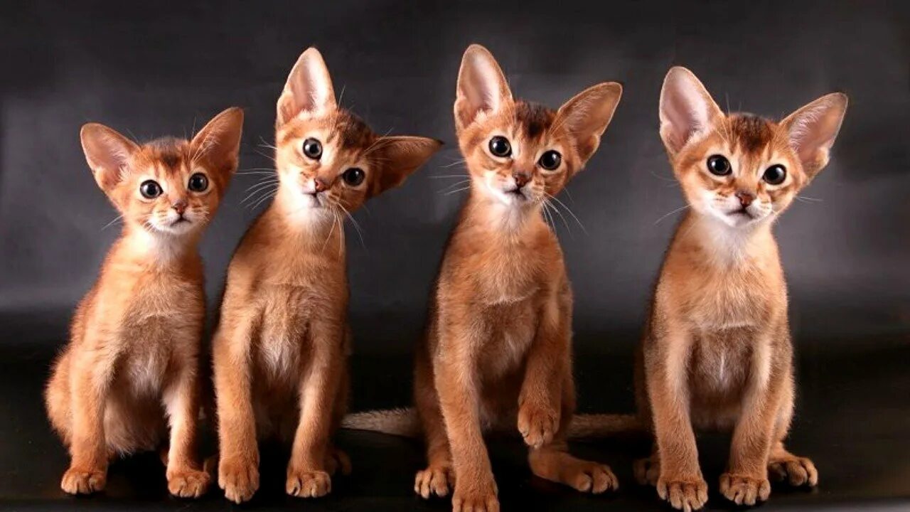 Фотографии абиссинскую породу. Абиссинская кошка. Египетская кошка Абиссинская. Порода кошек абиссинец. Абиссинская порода кошек котята.