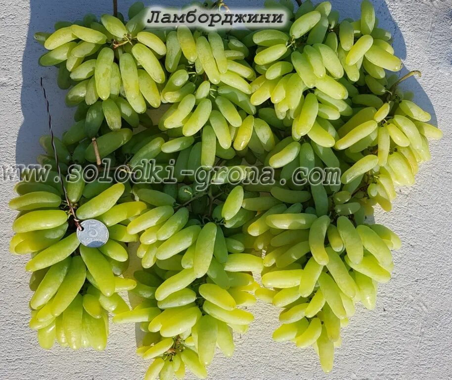 Саженец Винограда Ламборджини