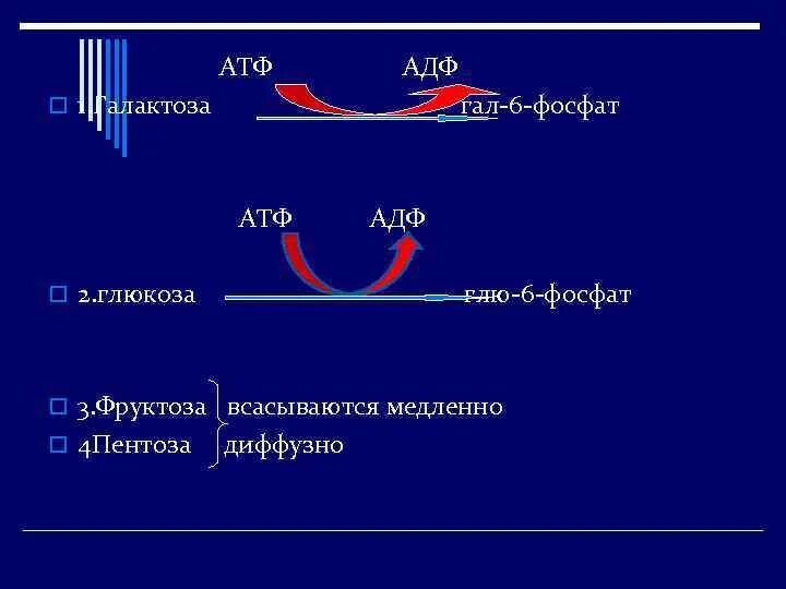 Глюкоза АТФ-АДФ. Фосфат + АДФ = АТФ. Цикл АТФ-АДФ биохимия. Галактоза АТФ галактоза-1-фосфат АДФ.