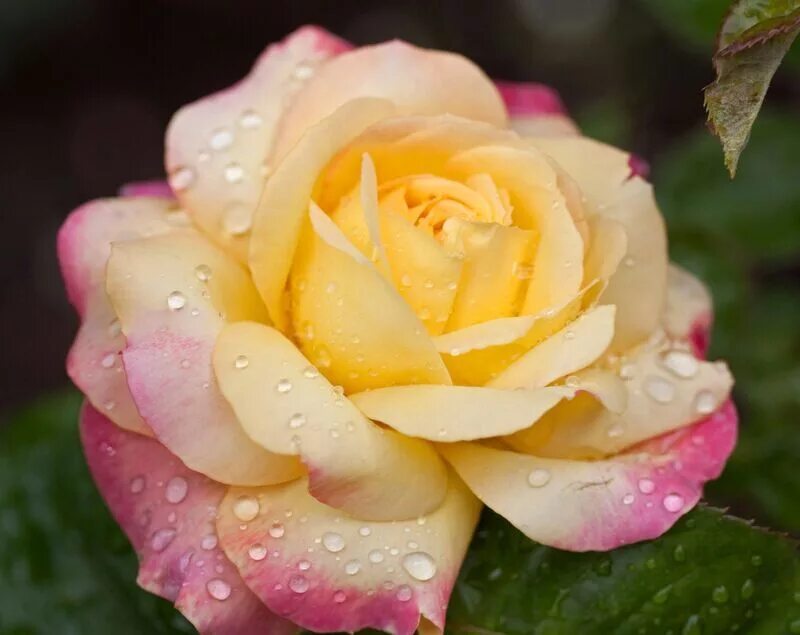 Peace rose. роза чайно-гибридная пис. розы чайно гибридные глория. Peace rose. роза чайно-гибридная голден тауэр.