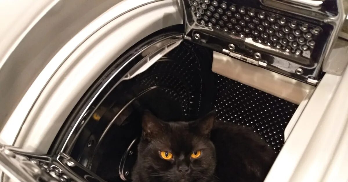 Кот в стиральной машине. Черный кот в стиральной машине. Кошачий уголок в машине. Котик на машинке. Cat washing