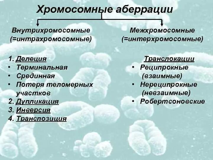 Болезни связанные с изменением хромосом. Хромосомные аберрации. Хромосомные аберрации классификация. Хромосомные обсервации. Хромосомные мутации аберрации.