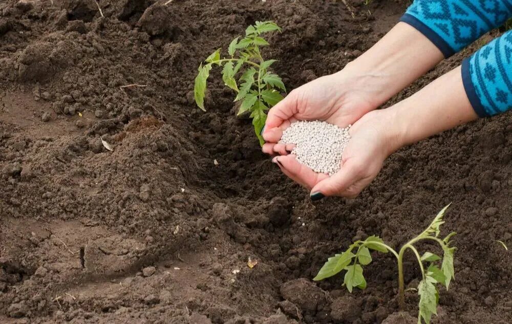 В какую землю сажать помидоры. Подкормка томатов. Посев в лунки. Лунки для рассады в огороде. Высадка рассады в грунт.