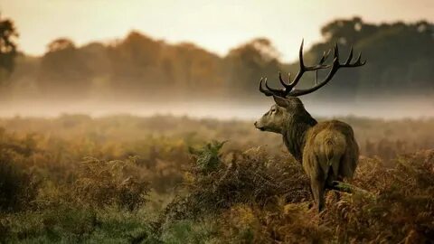 Wildlife windows