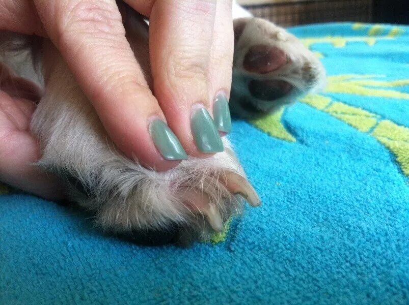 Короткие пальцы у собак. Стрижка ногтей у собак. Стричь ногти собаке. Стрижка когтей чихуахуа.