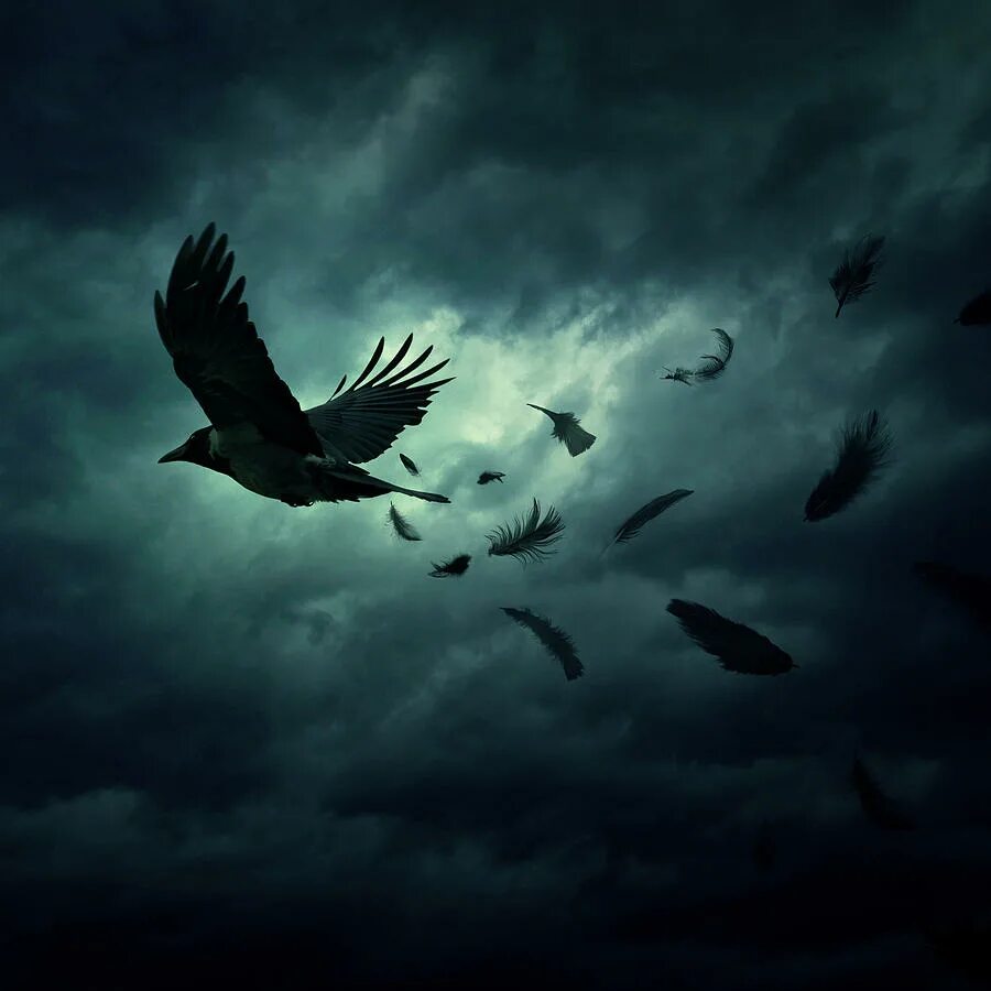 Вороны в небе. Ворон в небе. Ворона в небе. Вороны в небе. Птицы кружат.