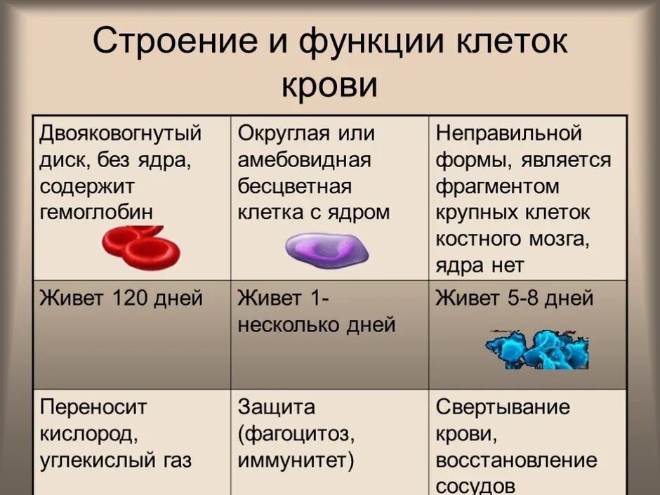 3 признака эритроцитов. Особенности строения и функции клеток крови. Клетки крови их строение и функции. Функции кровяных клеток. Строение клеток крови и их функции 8 класс.