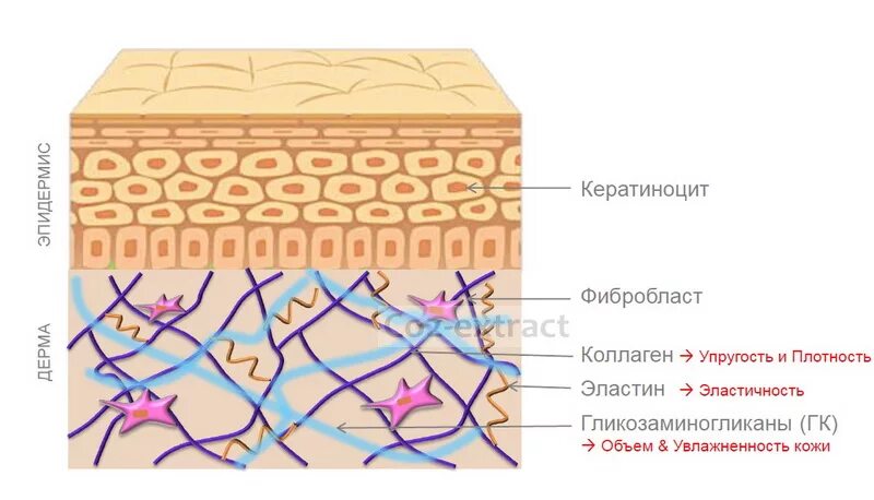 Коллаген эффективность. Строение кожи коллаген эластин. Строение дермы коллаген и эластин. Строение дермы коллаген эластин гиал. Строение дермы кожи коллаген.