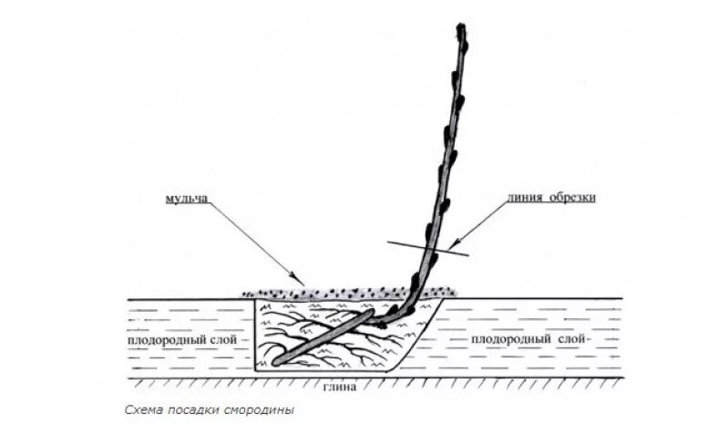 Как сохранить смородину до посадки. Схема посадки смородины черной. Схема посадки черной смородины весной саженцами. Схема посадки саженцев черной смородины. Схема посадки кустов смородины.