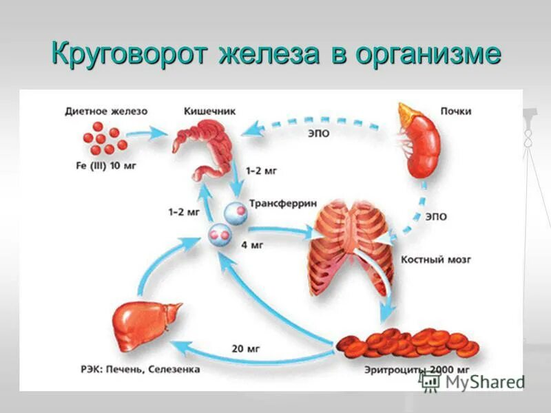 Патогенез обмена железа в организме. Железы организма человека. Циркуляция железа в организме. Распределение железа в организме человека.