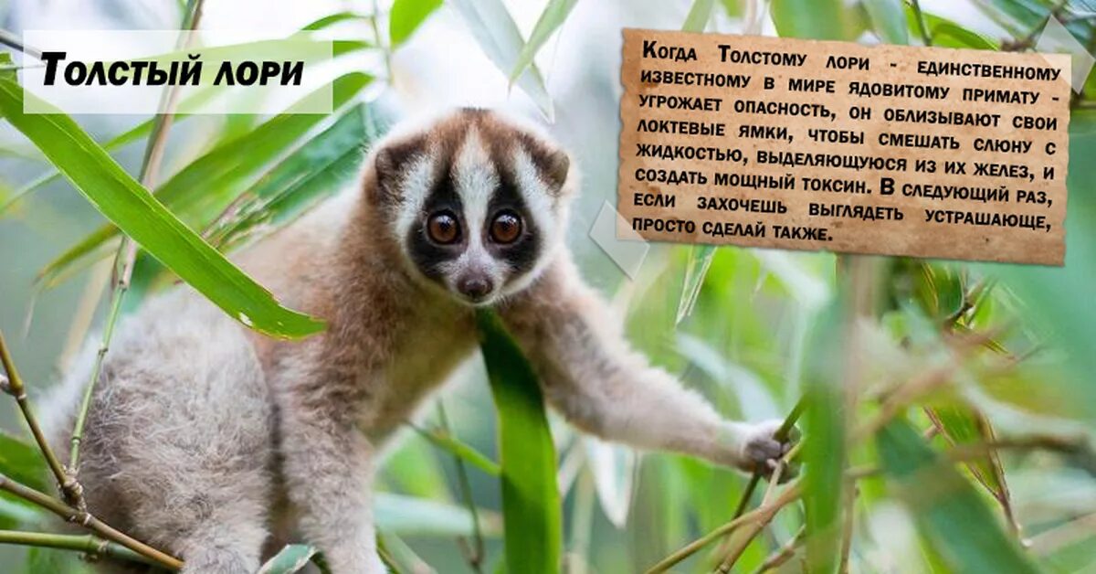 Истории лори. Красная книга лемур лори описание. Истории лори. Доклад про лемура. Истории лори.