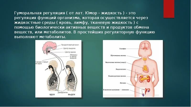 Гуморальная регуляция осуществляется через. Гуморальная регуляция функций организма. Жидкости гуморальной регуляции. Гуморальная регуляция функций осуществляется через.