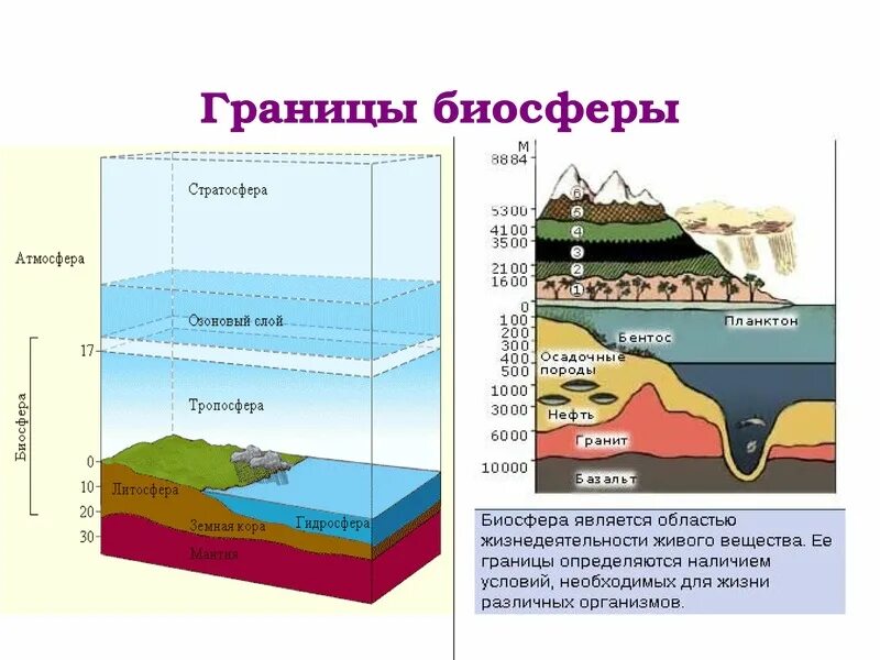 Тропосфера живые организмы. Атмосфера гидросфера Биосфера. Литосфера гидросфера атмосфера Биосфера. Границы биосферы атмосфера гидросфера литосфера. Биосфера толщина границы биосферы.