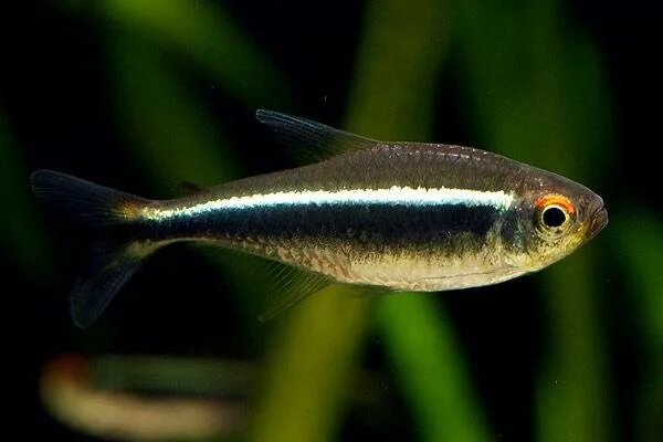 Неон чёрный_500 (Hyphessobrycon herbertaxelrodi) купить за 12 руб. - ZOOMIX