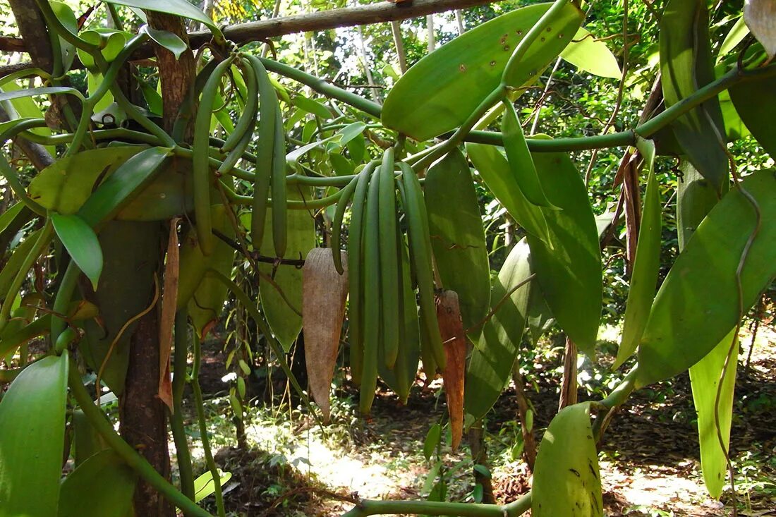Vanilla tree. Vanilla planifolia. мадагаскарская ваниль. vanilla planifolia стручки на дереве.