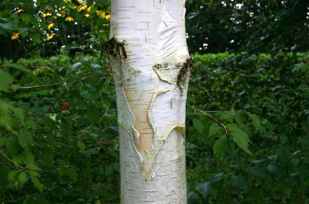 Betula utilis. Betula utilis jacquemontii. Стебель березы. Береза с белым стволом. Алька сидел на изгибе ствола березы