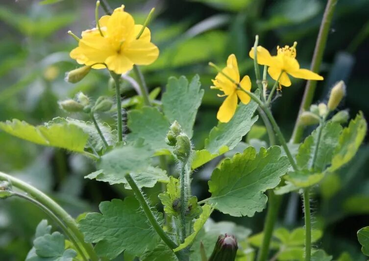 Chelidonium majus. Чистотел растение. Chelidonium. Хелидониум (чистотел).. Чистотел большой (Chelidonium majus l.).