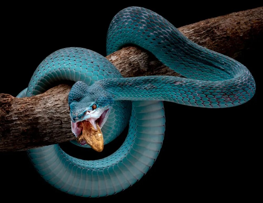 Про синюю змею. Голубая куфия гадюка. Куфия змея Белогубая. Куфия инсулярис. Голубая ядовитая змея куфия.