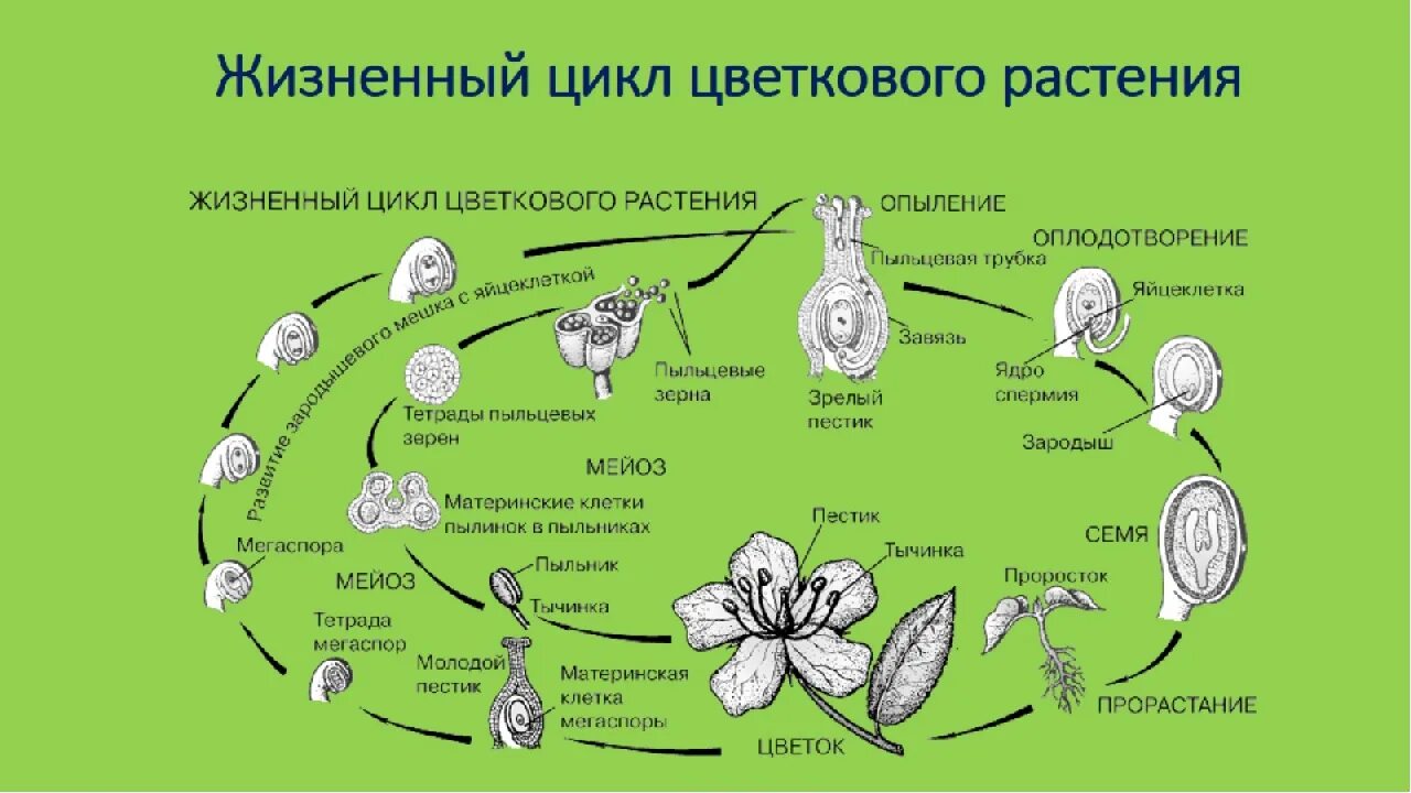 Последовательность появления покрытосеменных