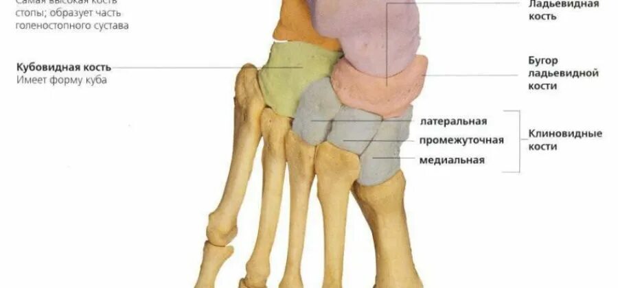Стопа человека, её строение и заболевания и точки +Схемы костей и мышц