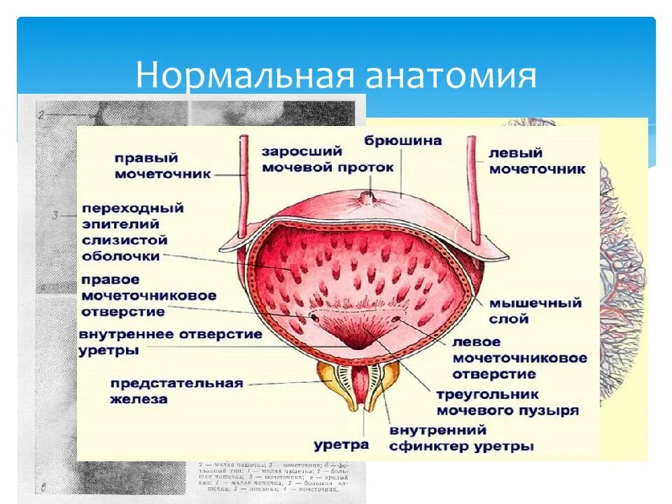 Особенности строения мочеиспускательного канала. Оболочки мочевого пузыря анатомия. Строение мочевого пузыря анатомия человека. Оболочки мочеточника анатомия. Строение мочевого пузыря латынь.