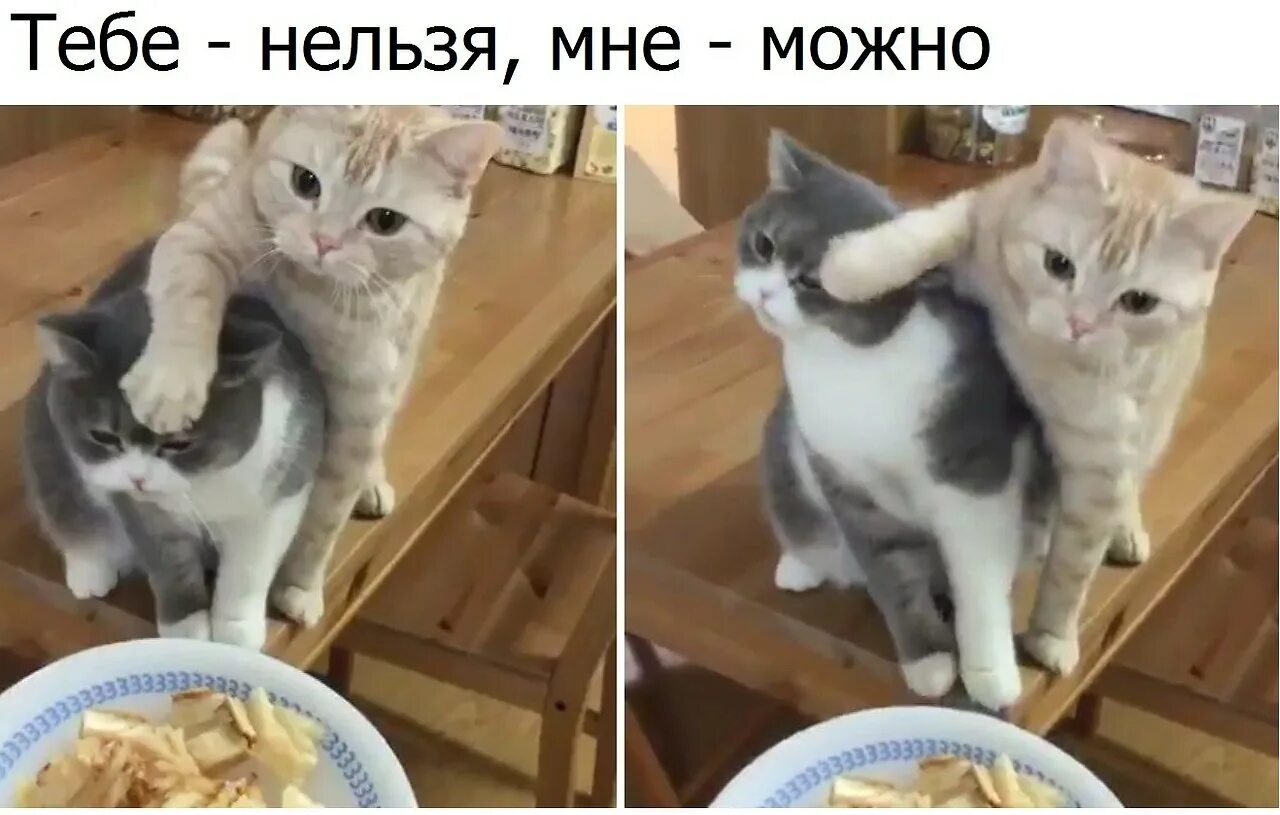 Ему можно а мне нет. Мозя. тьмок котики. тебе низя а мне мозя. низя мем.