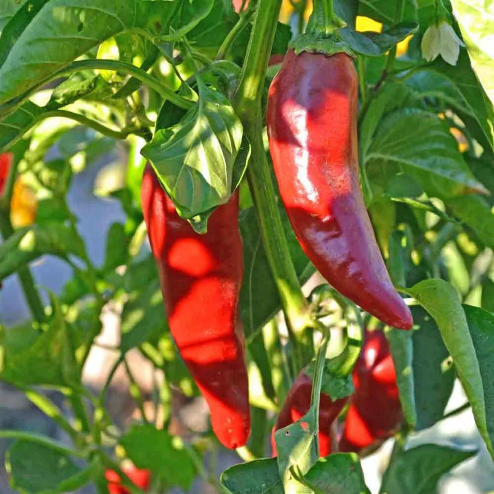 Перец испанский бык. Перец piment d&#039;espelette. эспелет (piment d*espelette) перец пикантный 10шт (ред.сем). перец сладкий испанская сабля.