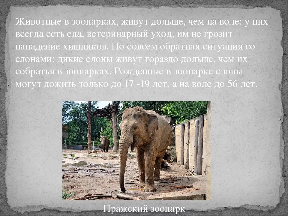 Доклад про зоопарк. Сообщение о зоопарке. Зоопарк для презентации. Проект достопримечательности московский зоопарк. Московский зоопарк достопримечательность.