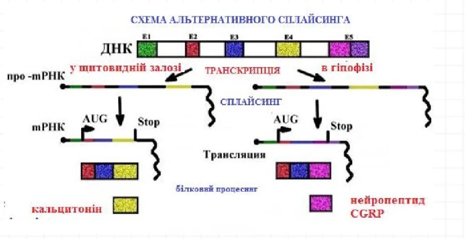 Сплайсинг эукариот. Сплайсинг белка. транскрипция трансляция сплайсинг. белковый сплайсинг. сплайсинг днк.